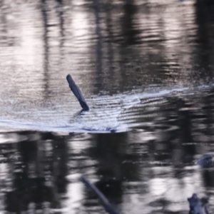 Ornithorhynchus anatinus at Denman Prospect, ACT - 29 Aug 2023