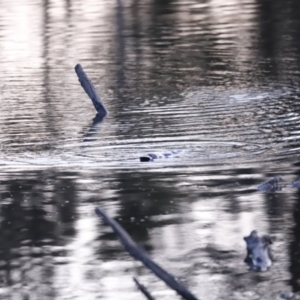 Ornithorhynchus anatinus at Denman Prospect, ACT - 29 Aug 2023