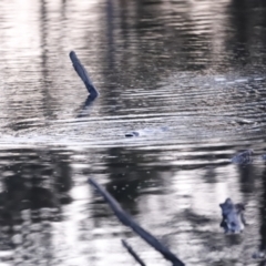 Ornithorhynchus anatinus at Denman Prospect, ACT - 29 Aug 2023