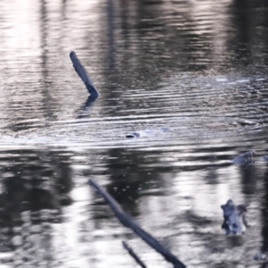 Ornithorhynchus anatinus at Denman Prospect, ACT - 29 Aug 2023