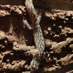 Christinus marmoratus (Southern Marbled Gecko) at Fadden, ACT - 27 Aug 2023 by Act2905