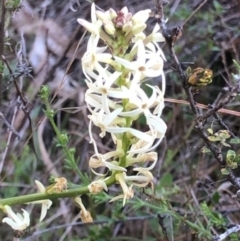 Stackhousia monogyna (Creamy Candles) at Lyons, ACT - 29 Aug 2023 by GregC