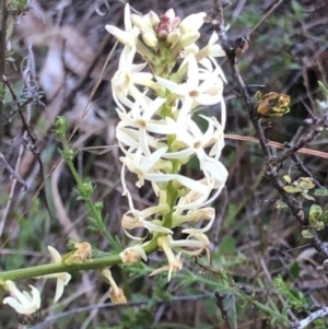 Stackhousia monogyna at Lyons, ACT - 29 Aug 2023