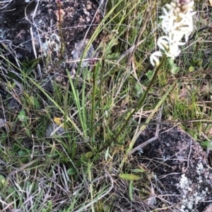 Stackhousia monogyna at Lyons, ACT - 29 Aug 2023