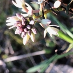 Stackhousia monogyna at Lyons, ACT - 29 Aug 2023 04:31 PM