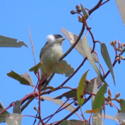 Smicrornis brevirostris (Weebill) at Conder, ACT - 29 Aug 2023 by RodDeb