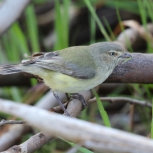 Smicrornis brevirostris at Conder, ACT - 29 Aug 2023