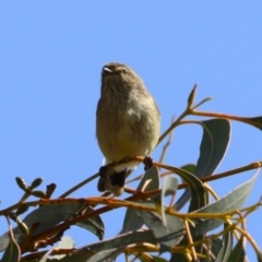 Smicrornis brevirostris at Conder, ACT - 29 Aug 2023