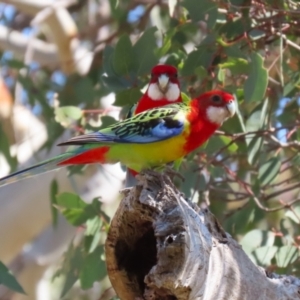 Platycercus eximius at Conder, ACT - 29 Aug 2023 12:31 PM