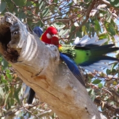 Platycercus eximius at Conder, ACT - 29 Aug 2023 12:31 PM