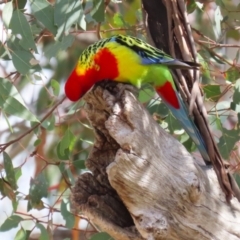 Platycercus eximius at Conder, ACT - 29 Aug 2023 12:31 PM