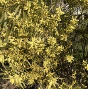 Acacia longifolia subsp. longifolia at Belconnen, ACT - 29 Aug 2023 03:22 PM