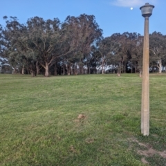 Polytelis swainsonii (Superb Parrot) at Commonwealth & Kings Parks - 29 Aug 2023 by WalterEgo