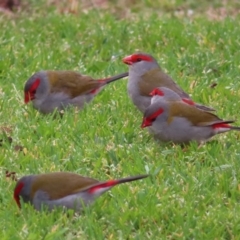 Neochmia temporalis (Red-browed Finch) at Braidwood, NSW - 29 Aug 2023 by MatthewFrawley