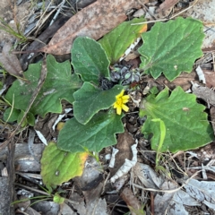 Cymbonotus sp. (preissianus or lawsonianus) (Bears Ears) at Higgins, ACT - 29 Aug 2023 by Untidy