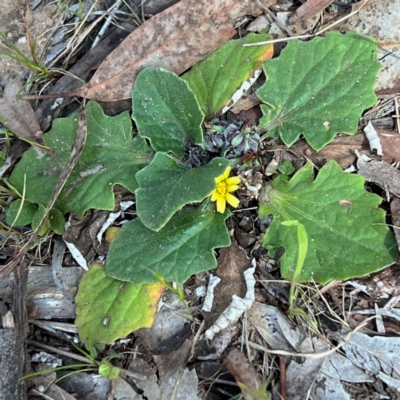 Cymbonotus sp. (preissianus or lawsonianus) (Bears Ears) at Higgins, ACT - 29 Aug 2023 by Untidy