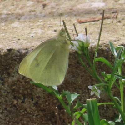 Pieris rapae (Cabbage White) at Braidwood, NSW - 29 Aug 2023 by MatthewFrawley