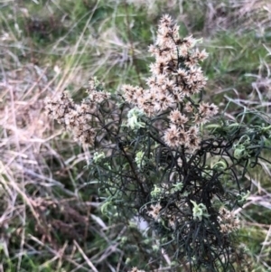 Cassinia quinquefaria at Lyons, ACT - 29 Aug 2023