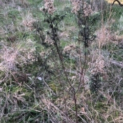 Cassinia quinquefaria at Lyons, ACT - 29 Aug 2023 03:39 PM