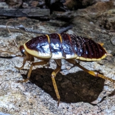 Anamesia frenchii at Leinster, WA - 29 Aug 2023 by HelenCross