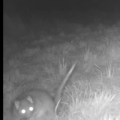 Pseudocheirus peregrinus (Common Ringtail Possum) at Brownlow Hill, NSW - 9 Aug 2023 by Tallong