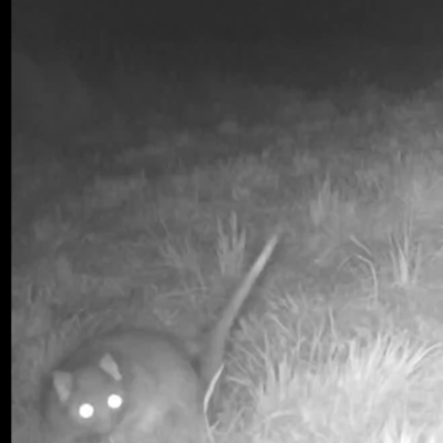 Pseudocheirus peregrinus (Common Ringtail Possum) at Brownlow Hill, NSW - 9 Aug 2023 by Tallong