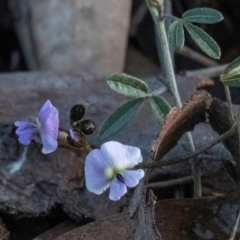 Glycine clandestina (Twining Glycine) at Higgins, ACT - 26 Aug 2023 by Untidy