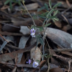 Glycine clandestina at Higgins, ACT - 26 Aug 2023