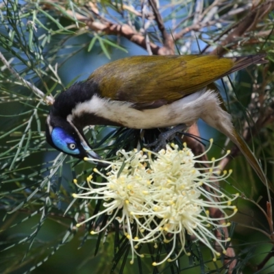 Entomyzon cyanotis (Blue-faced Honeyeater) at Cleveland, QLD - 29 Aug 2023 by TimL