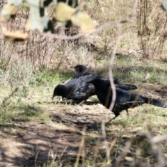 Corcorax melanorhamphos (White-winged Chough) at Belconnen, ACT - 29 Aug 2023 by KMcCue