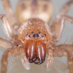 Clubiona sp. (genus) (Unidentified Stout Sac Spider) at Jerrabomberra, NSW - 29 Aug 2023 by MarkT