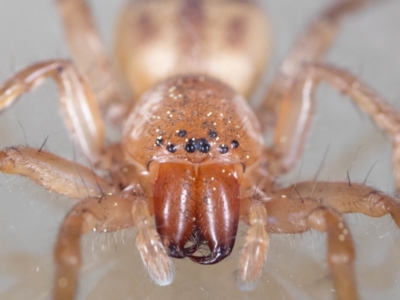 Clubiona sp. (genus) (Unidentified Stout Sac Spider) at Jerrabomberra, NSW - 29 Aug 2023 by MarkT