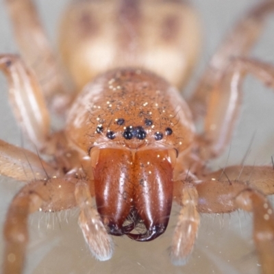 Clubiona sp. (genus) (Unidentified Stout Sac Spider) at Jerrabomberra, NSW - 29 Aug 2023 by MarkT
