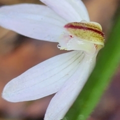 Caladenia fuscata (Dusky Fingers) at Gundaroo, NSW - 28 Aug 2023 by Gunyijan