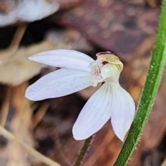 Caladenia fuscata at Gundaroo, NSW - 28 Aug 2023