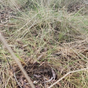 Caladenia fuscata at Gundaroo, NSW - suppressed