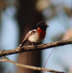 Petroica boodang (Scarlet Robin) at Gundaroo, NSW - 28 Aug 2023 by Gunyijan