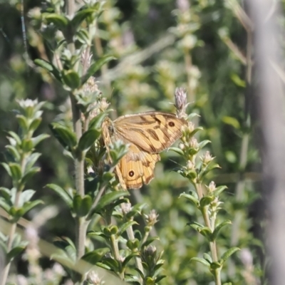Heteronympha merope (Common Brown Butterfly) at Rendezvous Creek, ACT - 23 Mar 2023 by RAllen