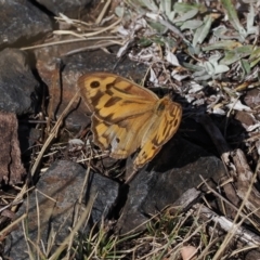 Heteronympha merope (Common Brown Butterfly) at Rendezvous Creek, ACT - 24 Mar 2023 by RAllen