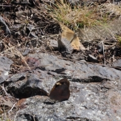 Heteronympha merope at Rendezvous Creek, ACT - 24 Mar 2023 11:03 AM