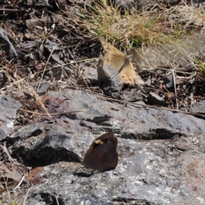 Heteronympha merope at Rendezvous Creek, ACT - 24 Mar 2023 11:03 AM