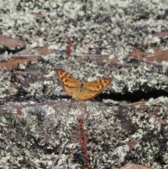 Heteronympha merope at Rendezvous Creek, ACT - 24 Mar 2023