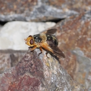 Microtropesa sinuata at Rendezvous Creek, ACT - 24 Mar 2023