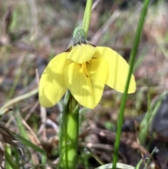 Diuris chryseopsis (Golden Moth) at Hall, ACT - 29 Aug 2023 by strigo