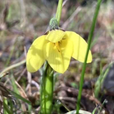 Diuris chryseopsis (Golden Moth) at Hall, ACT - 30 Aug 2023 by strigo
