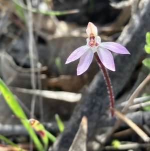 Caladenia fuscata at Hall, ACT - suppressed