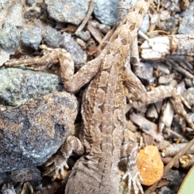 Amphibolurus muricatus at Wanniassa Hill - 30 Aug 2023 by LPadg