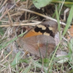 Heteronympha merope (Common Brown Butterfly) at Conder, ACT - 15 Mar 2023 by michaelb