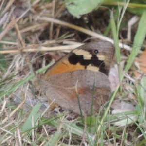 Heteronympha merope at Conder, ACT - 15 Mar 2023