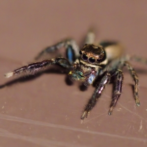 Jotus sp. (genus) at Florey, ACT - suppressed